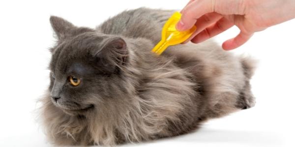 Dog flea drops on cats best sale